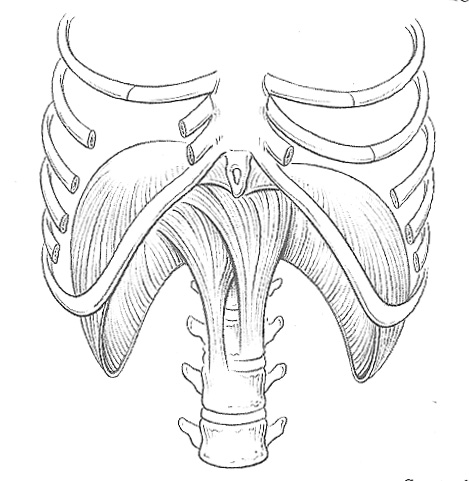The Diaphragm