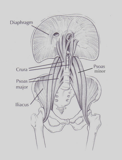 Iliopsoas Anatomy Franklin Method 